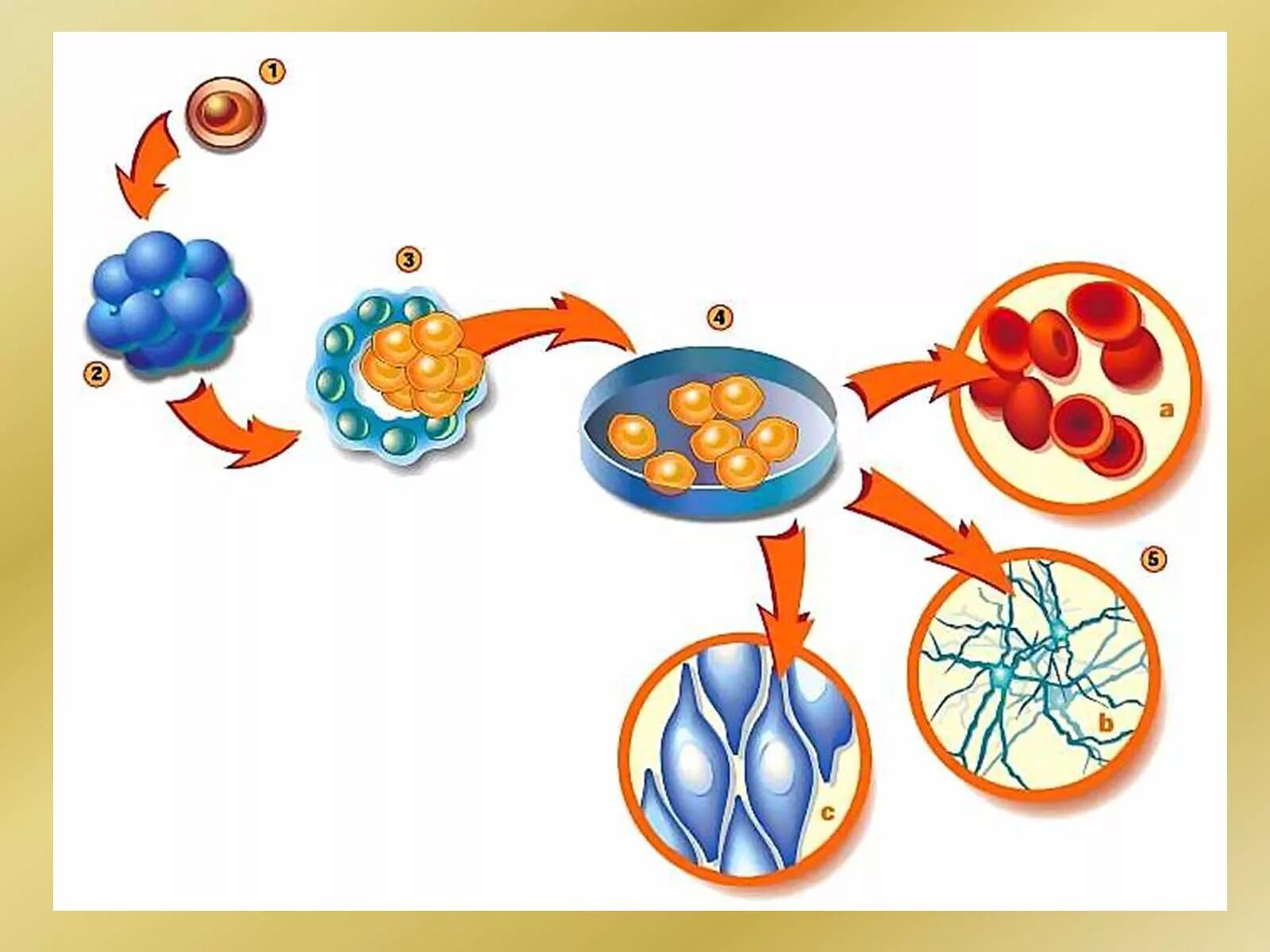 Стволовые клетки. Развитие стволовых клеток. Стволовая клетка. Эмбриональные стволовые клетки.