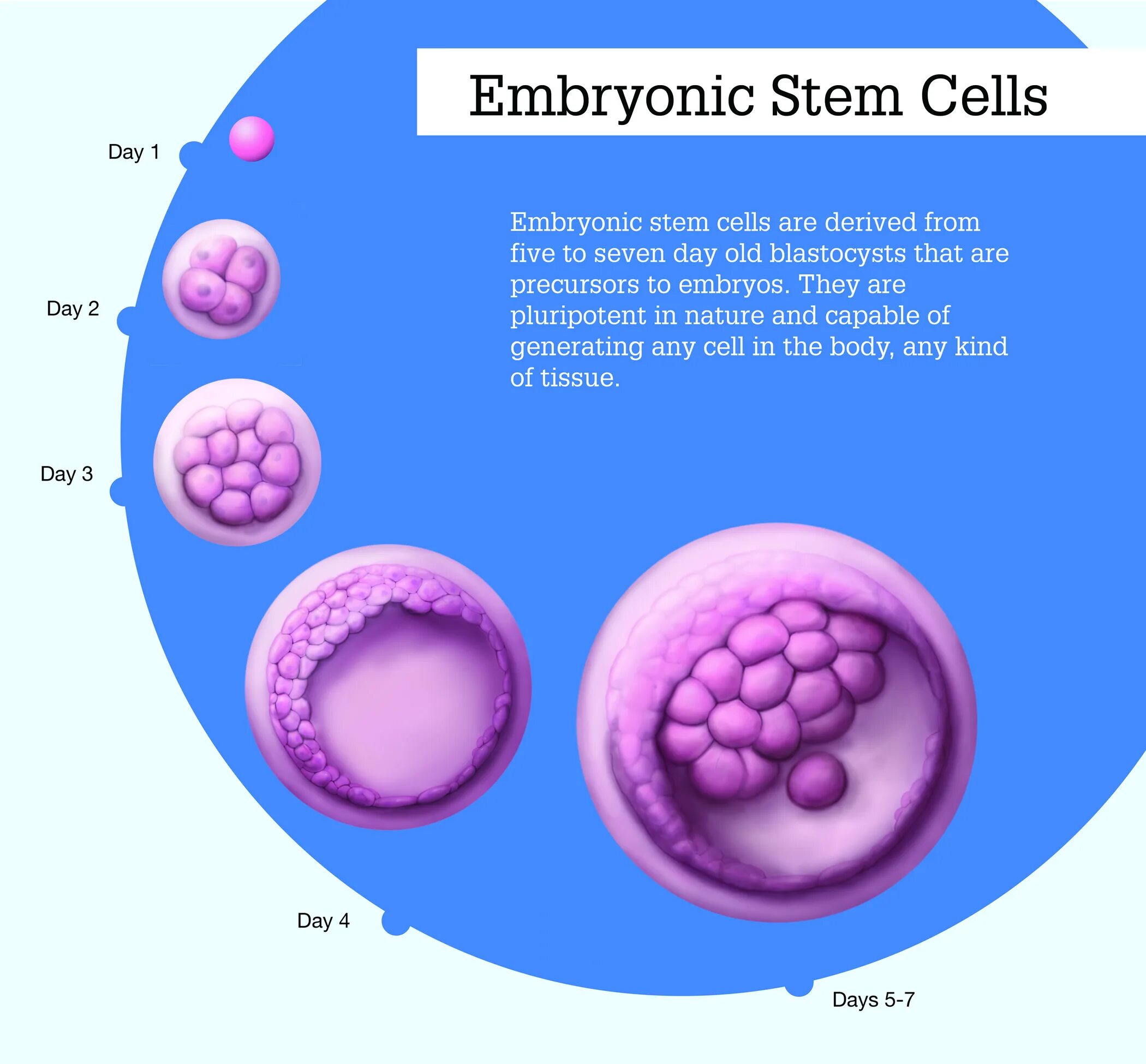 Stem Cells стволовые клетки. Эмбрионы для стволовых клеток. Embryonic Stem Cells. Реконструкция эмбриональных клеток.