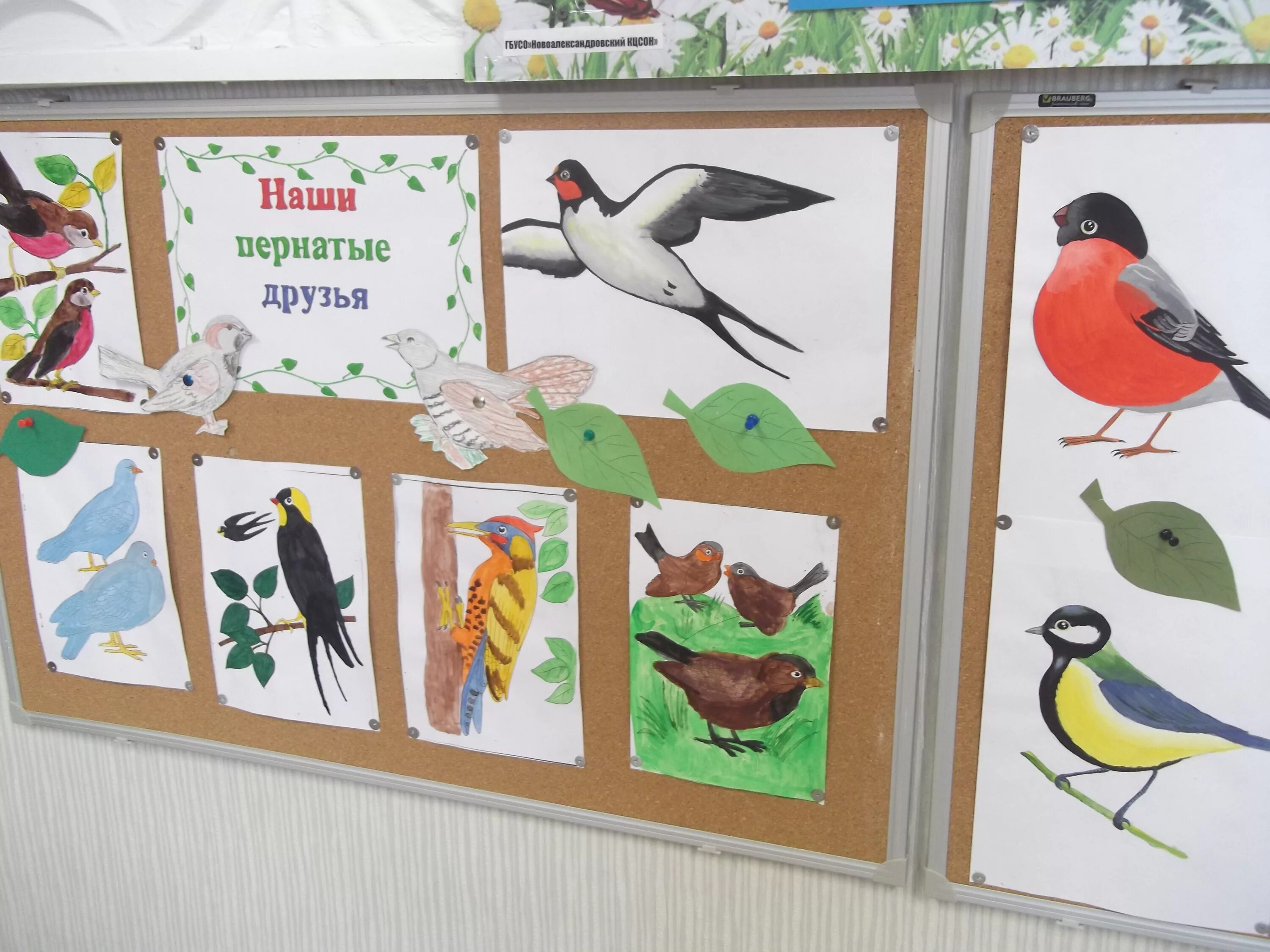 выставка рисунков птицы. выставка птиц в детском саду. птицы наши друзья. классный час птицы наши друзья. мероприятие птицы наши друзья.