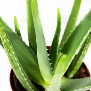 Желідегі порно видеолар: көлік жүргізу кезінде минет