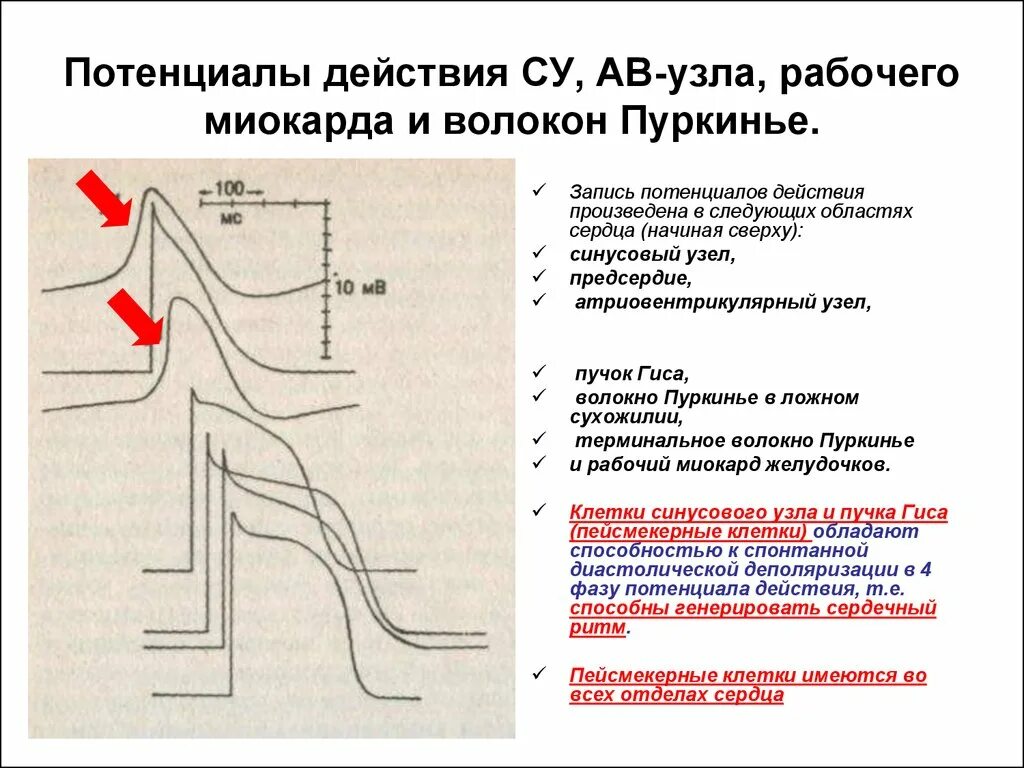 Пучок пуркинье. Схема потенциала действия волокна Пуркинье. Потенциал действия волокон миокарда. Потенциал действия пучка Гиса. Потенциал действия синусного узла сердца.