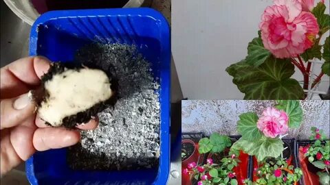 Клубневая бегония уход осенью подготовка к зиме