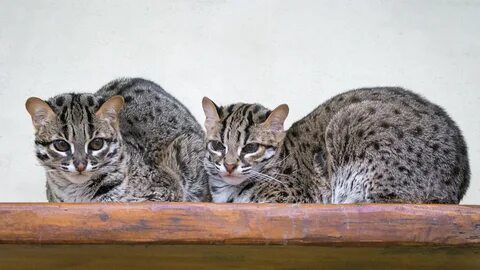 Си кошка