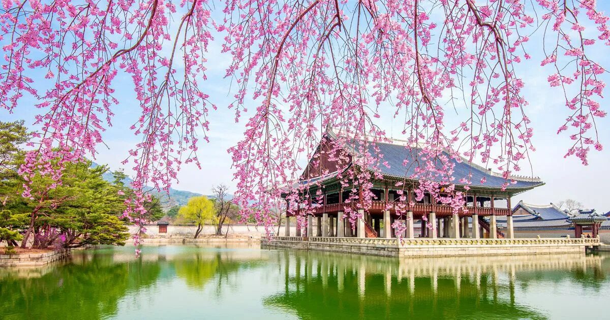 Южные сакуры. Сеул дворец кёнбоккун Сакура цветет. Сеул Южная Корея Сакура. Цветение Сакуры в Южной Корее. Цветение Сакуры в Пусане.