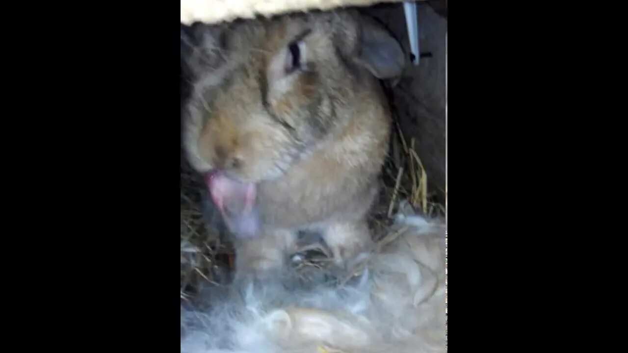 Крольчиха съела крольчат. Крольчиха ест своих крольчат. Кролик ест своих детей. Крольчиха съела кролика. Почему крольчиха съедает крольчиха