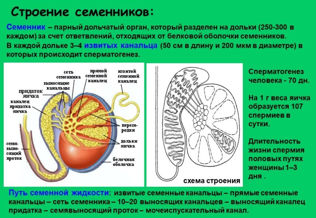 Парный половой орган. Строение семенника у животных анатомия. Строение семенника и Эволюция. Строение семенника анатомия. Строение семенника млекопитающих.