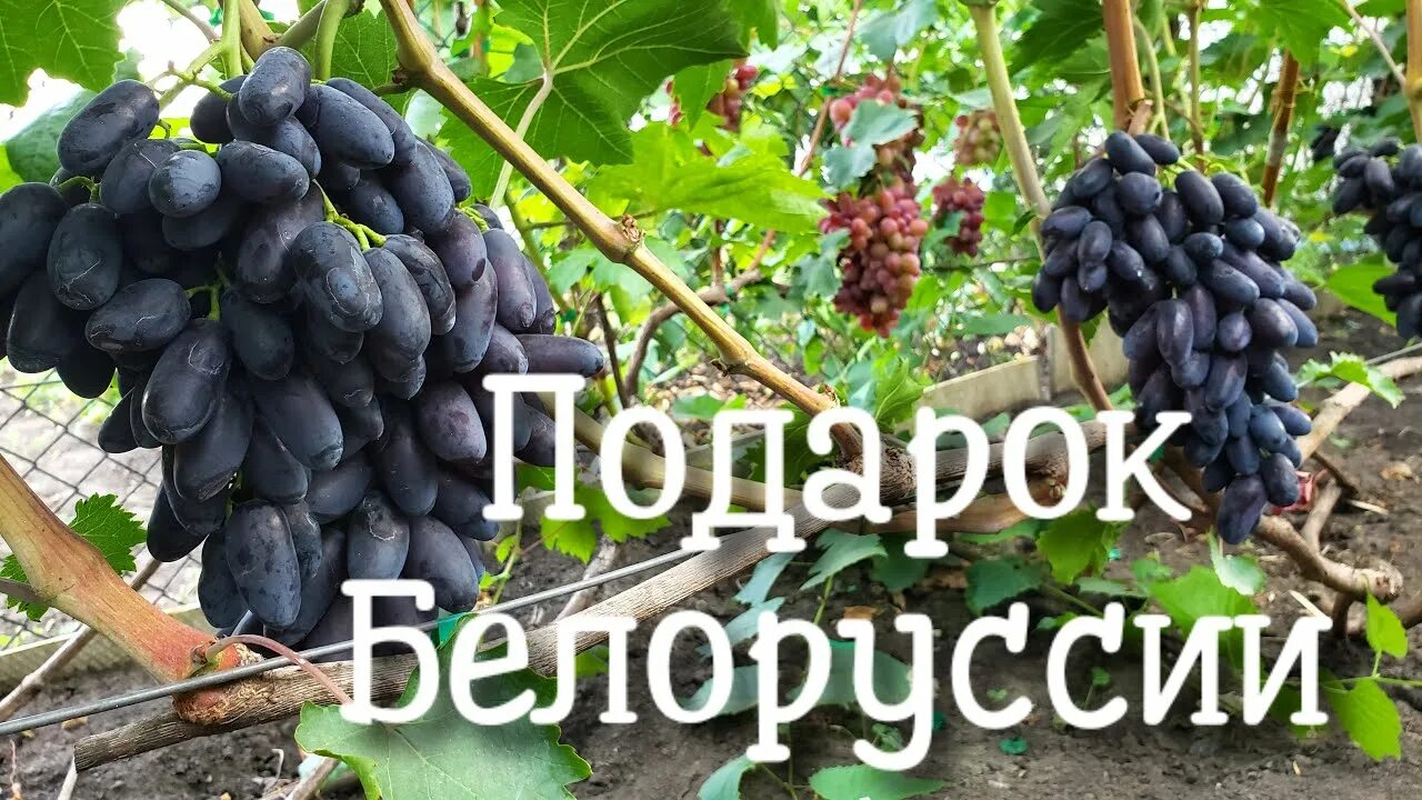Виноград подарок белоруссии описание сорта фото