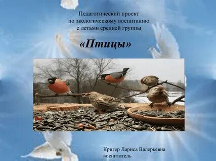 Проект птицы