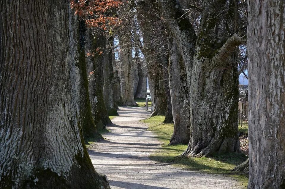 Between the trees