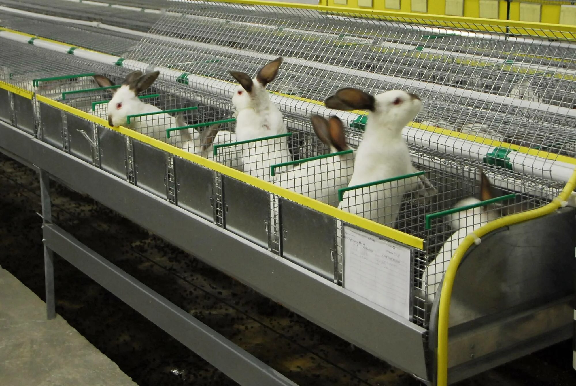 Переработка кроликов. Раббит кролиководческая ферма. Кроличья ферма Промышленная. Кролиководческая ферма шеды. Промышленная кроликоферма.