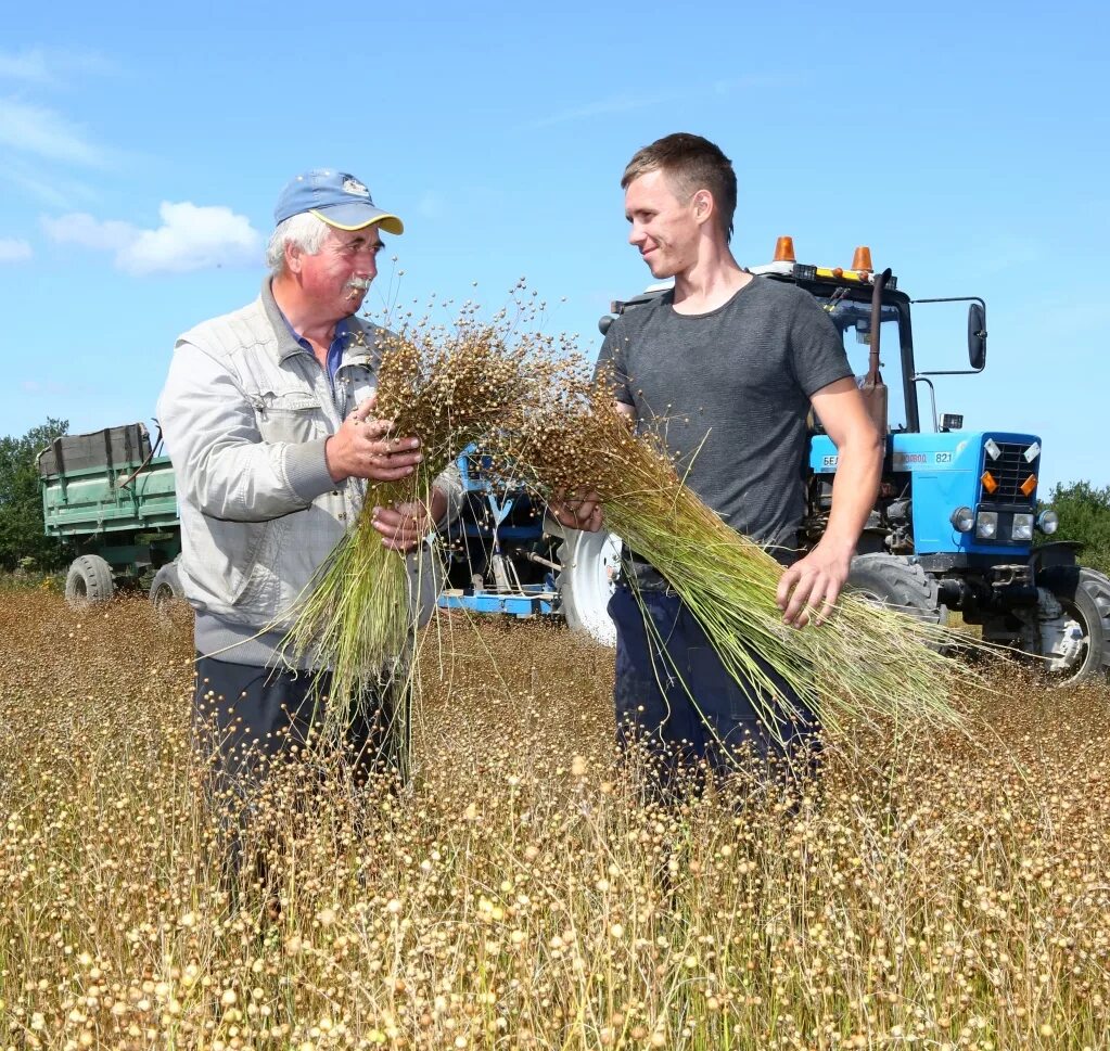 Сноп льна. Лена собрала. Аня и оля собрали 126 грибов. Лена собрала. 2 кг грибов написать дано.