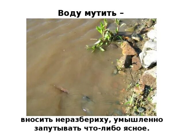 Тише воды ниже травы значение предложение. Мутить воду. Кто мутит воду. Мутить воду значение фразеологизма. Фразеологизм мутить воду.