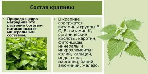 Витамины в крапиве