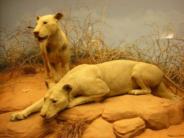 The Man-Eaters: Tsavo Lions at the Field Museum UrbanMatter