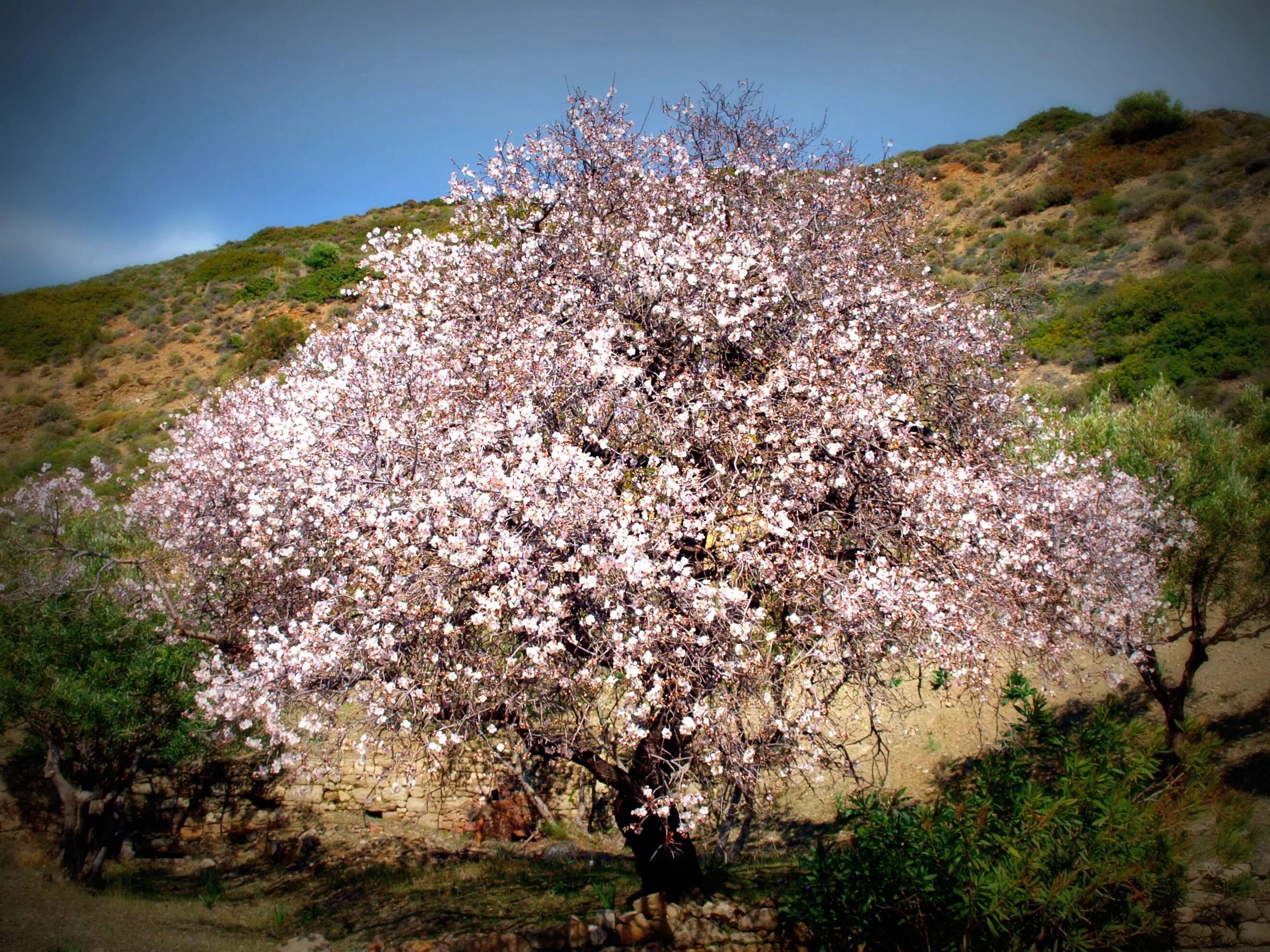Зацвел миндаль. Миндаль Форос цветение. Крымский миндаль дерево. Миндаль Форос дерево. Миндаль обыкновенный (Prunus Dulcis).