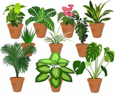 Contain plants
