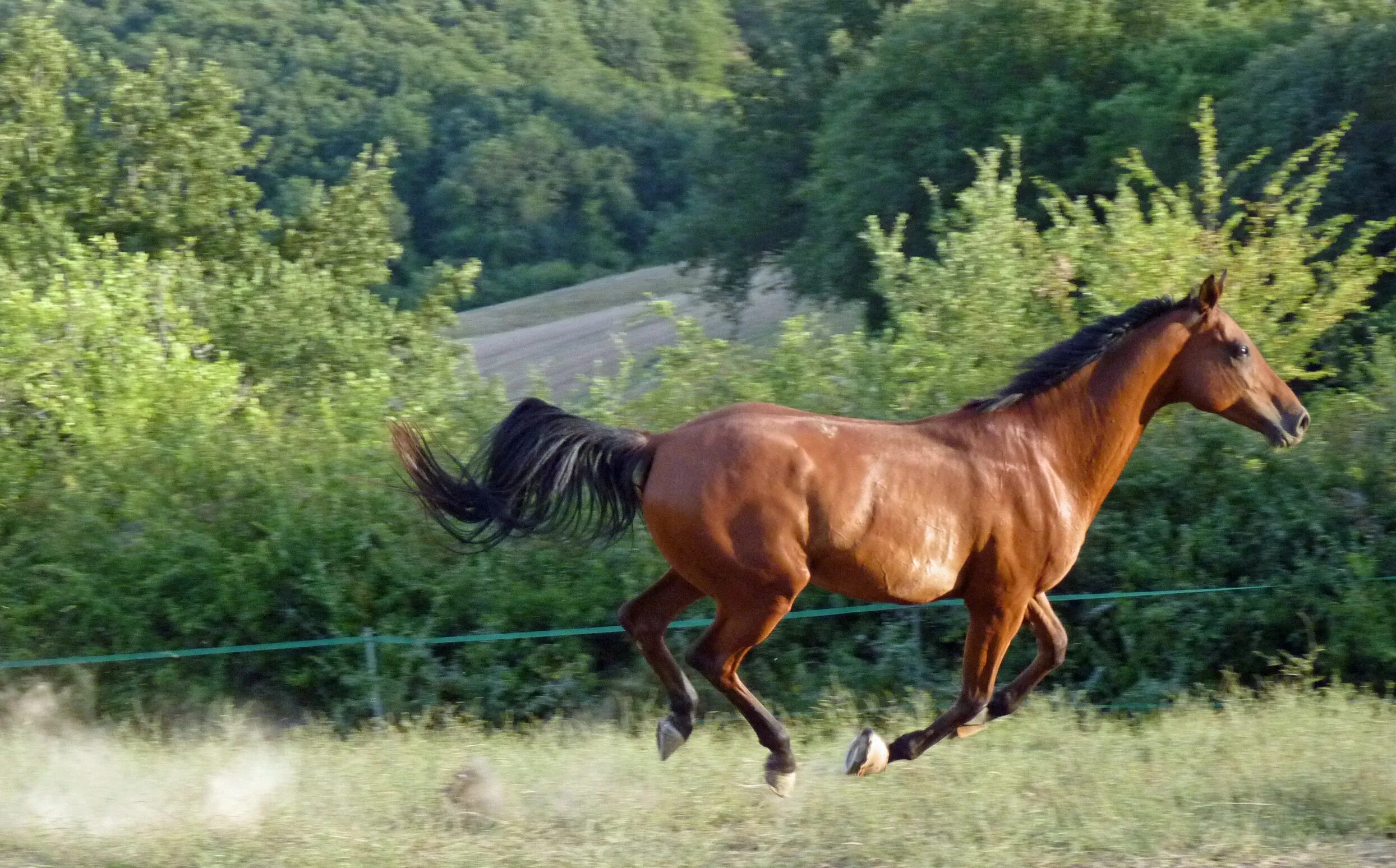 Видео про коне. Арабский скакун галоп. Лошадь арабский скакун Мустанг. Лошадь скачет. Конь галопом.