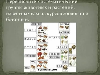 Систематическая группа ивы