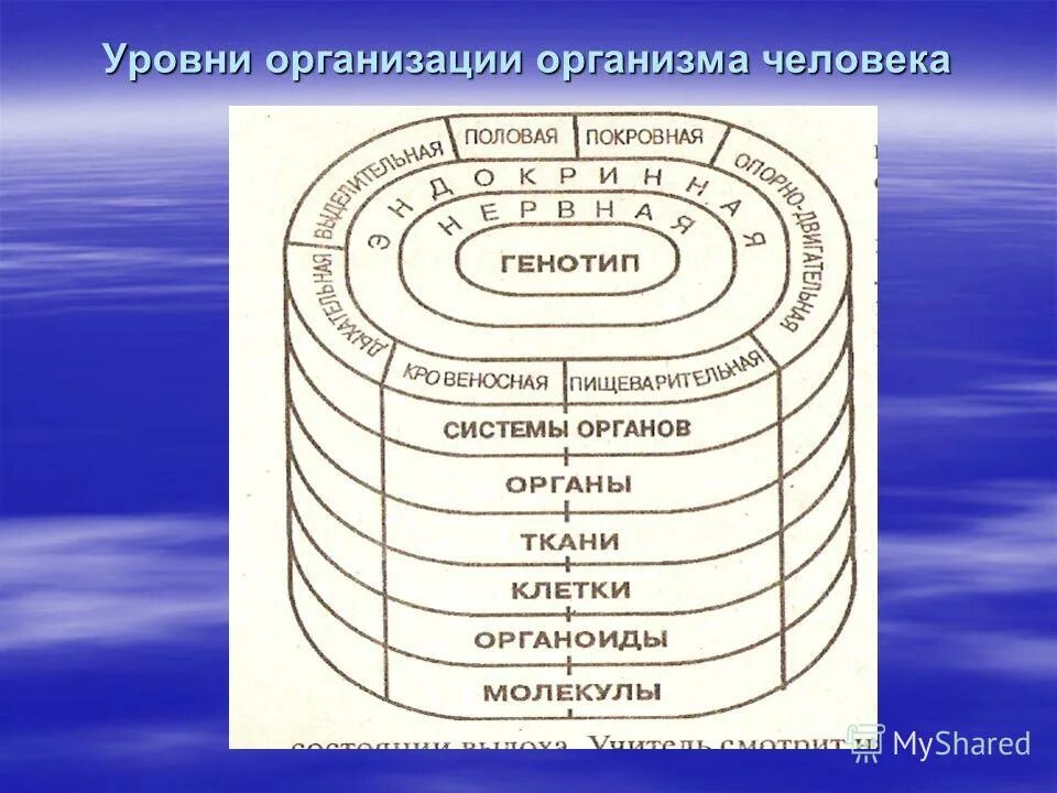 Название уровней организации