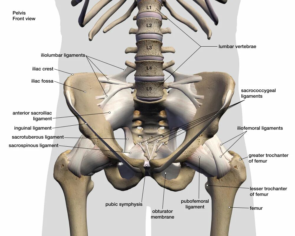 Кости позвоночника бедро и печень покажи. Анатомия тазобедренного сустава кости. Скелет тазобедренного сустава.