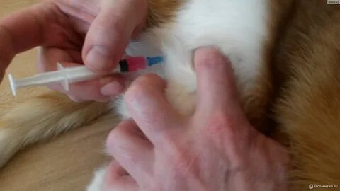 Можно ли коту колоть