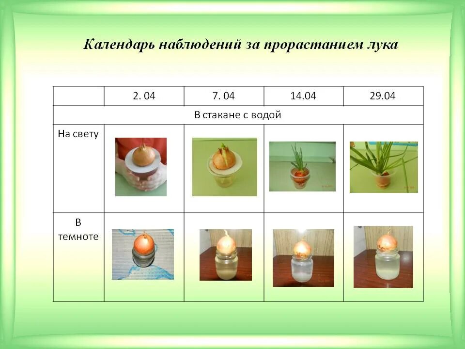 Наблюдения за растениями в детском саду