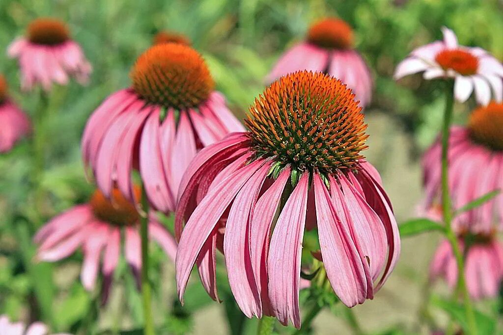 Эхинацея пурпурная (Echinacea purpurea). Эхинацея рудбекия пурпурная. Эхинацея Echinacea purpurea (Rudbeckia). Эхинацея пурпурная (рудбекия пурпурная). Фото эхинацеи многолетней