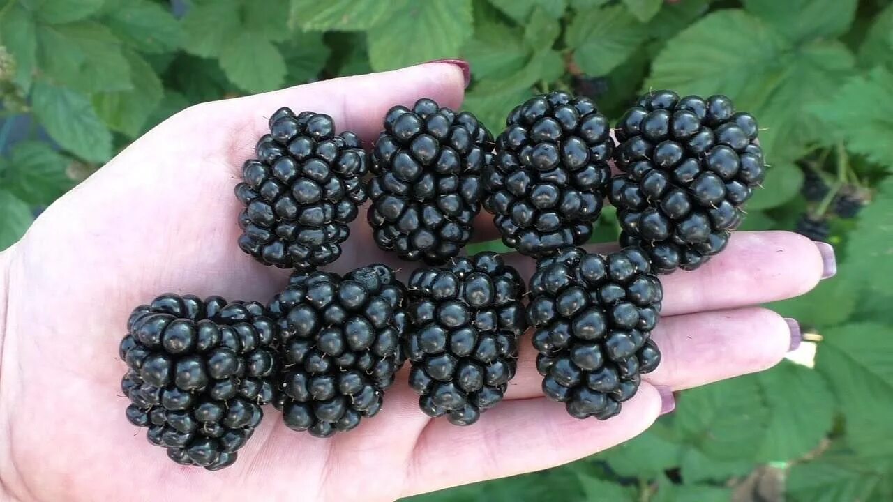 Ежевика бесшипная полар. Ежевика полар описание сорта. Ежевика сорт полар. Ежевика сорт полар. Ежемалина бакингем тейберри.