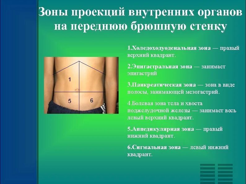 Проекция органов на брюшную стенку. Зоны брюшной стенки. проекция внутренних органов на брюшную стенку. эпигастральная зона. органы эпигастральной области.