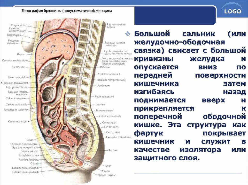Брюшина это... Что такое Брюшина?