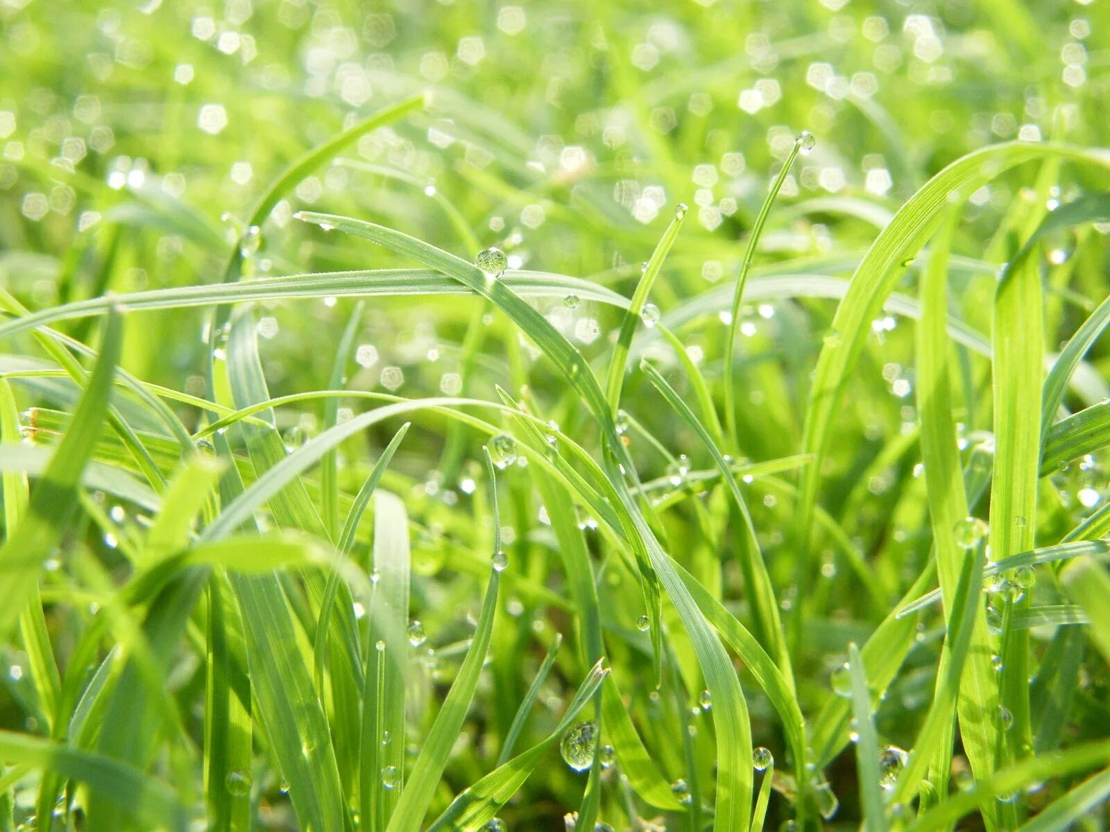 Роса на траве. Зеленая трава. Фон растения. Красивая трава. Трава верности