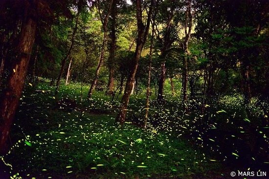 Forest Reflections - Spirit 5: Song Lyrics, Music Videos & Concerts