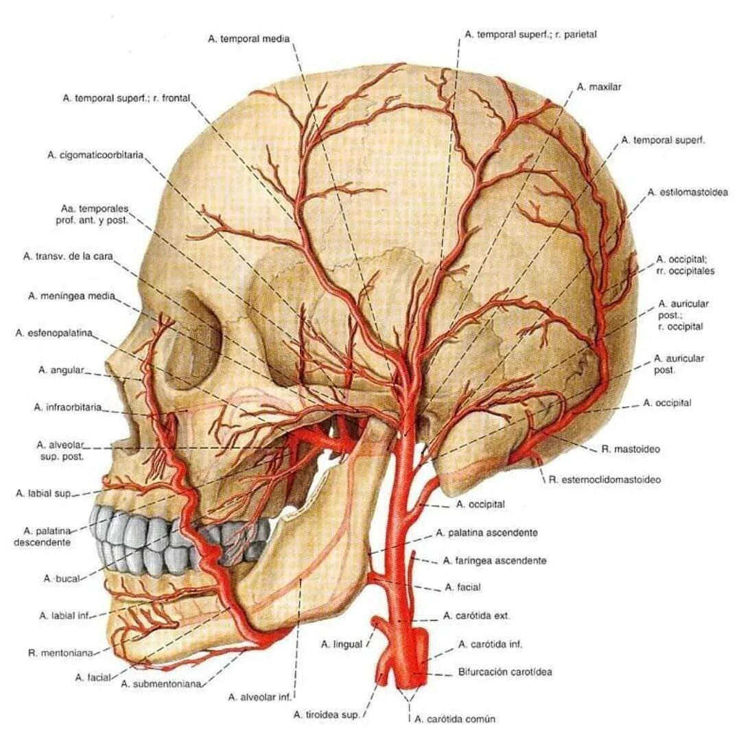 Поверхностная височная артерия анатомия. Кровоснабжение поверхностной височной артерии. Поверхностная височная артерия схема. Ветви поверхностной височной артерии. Сонные артерии на лице