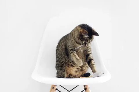 Cat chair