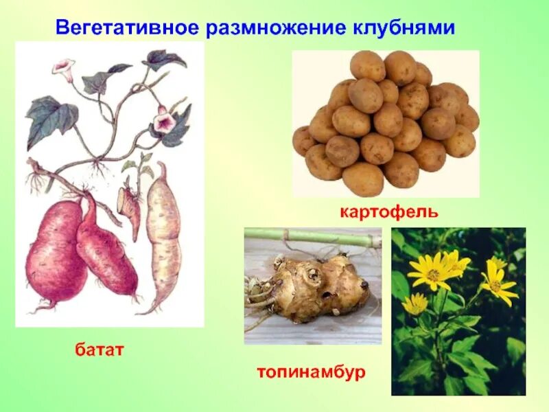 Вегетативное размножение клубнями примеры растений Фото ВЕГЕТАТИВНОЕ РАЗМНОЖЕНИЕ РАСТЕНИЙ КЛУБНЯМИ