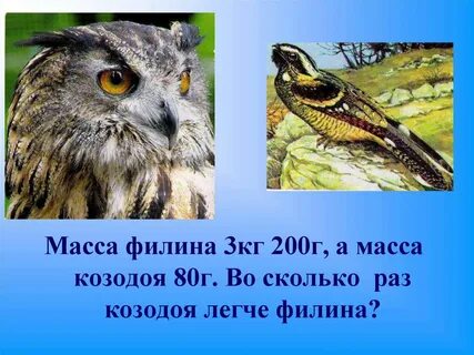 Масса филина
