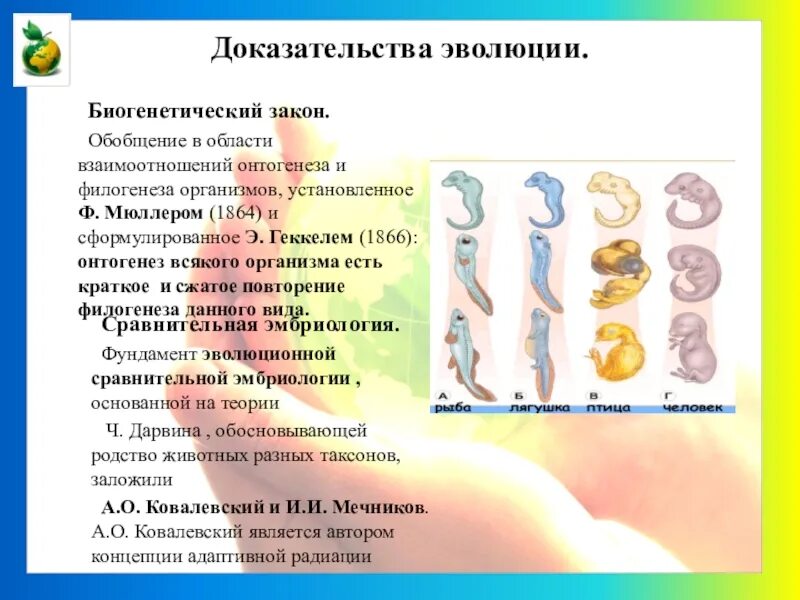 Филогенез закон. Биогенетический закон онтогенеза. Онтогенез краткое повторение филогенеза. Онтогенез есть краткое повторение филогенеза. Биогенетический закон доказательства.