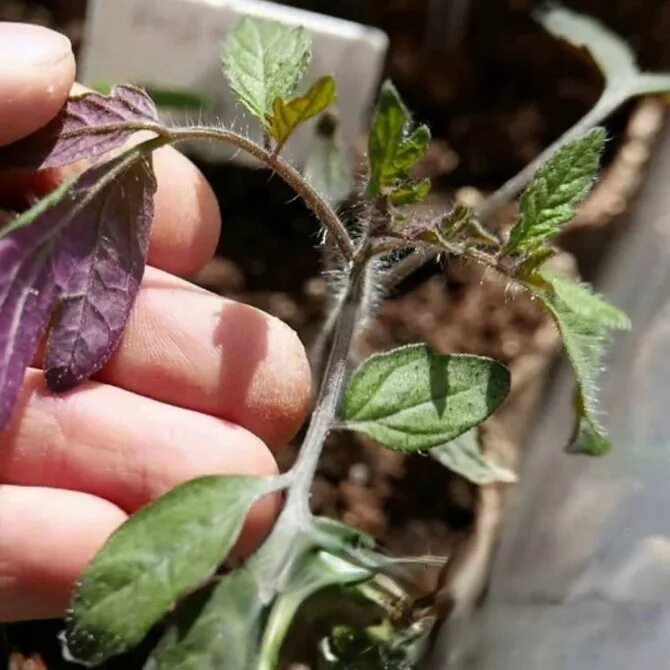 Дефицит фосфора у томатов. Дефицит калия у томатов. Дефицит фосфора в листьях. Недостаток фосфора у растений. Азотный хлороз томатов.