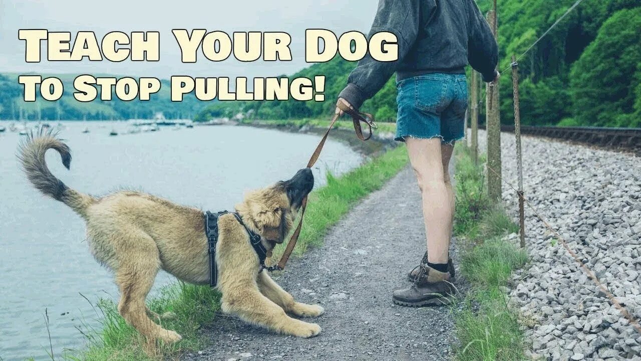 Leash slap