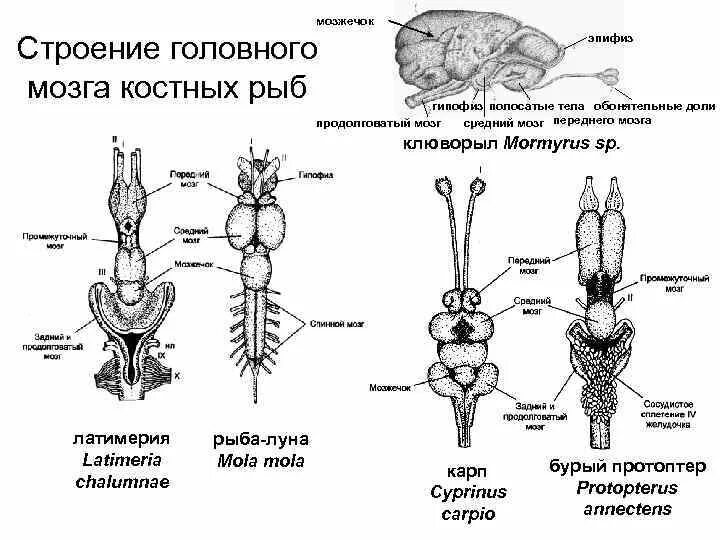 Схема строения головного мозга костных рыб. Головной мозг костистой рыбы. Функции отделов головного мозга костных рыб. Схема строения головного мозга хрящевых рыб. Особенности строения мозга рыбы