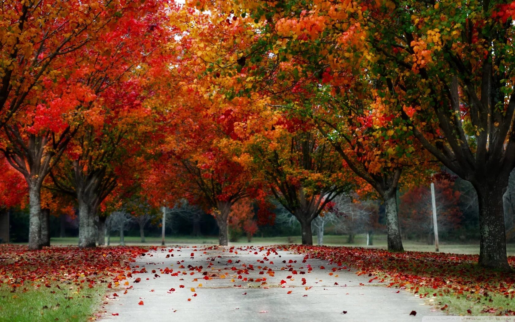 Осень. Осеннее дерево. Красивая осень. Осенний пейзаж.