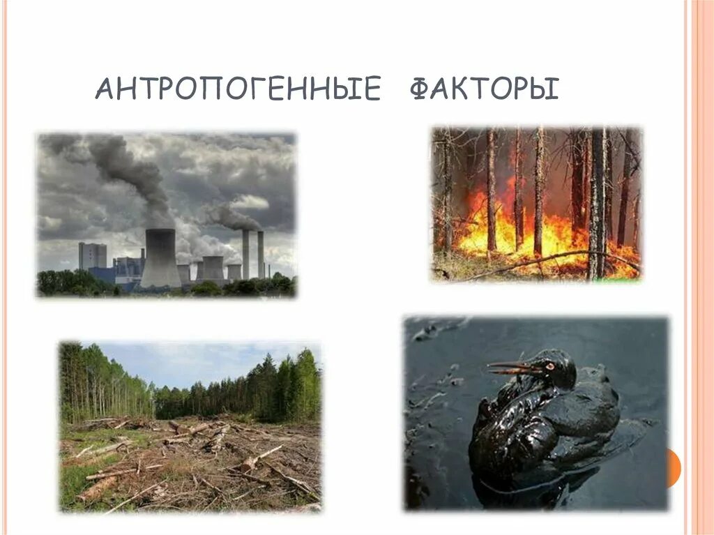 Примеры антропогенного фактора в природе. Антропогенные факторы. Антропогенные факторы окружающей среды. Антропогенные экологические факторы. Антропогенные факторы воздействия на природу.