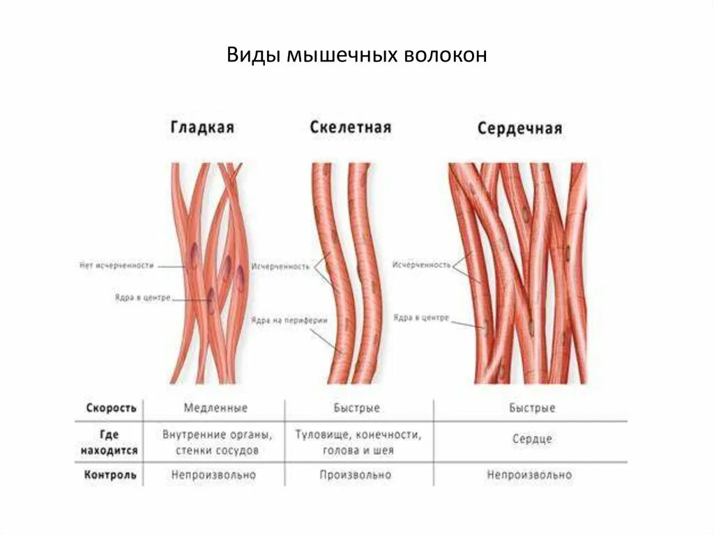 Сколько существует двигательных