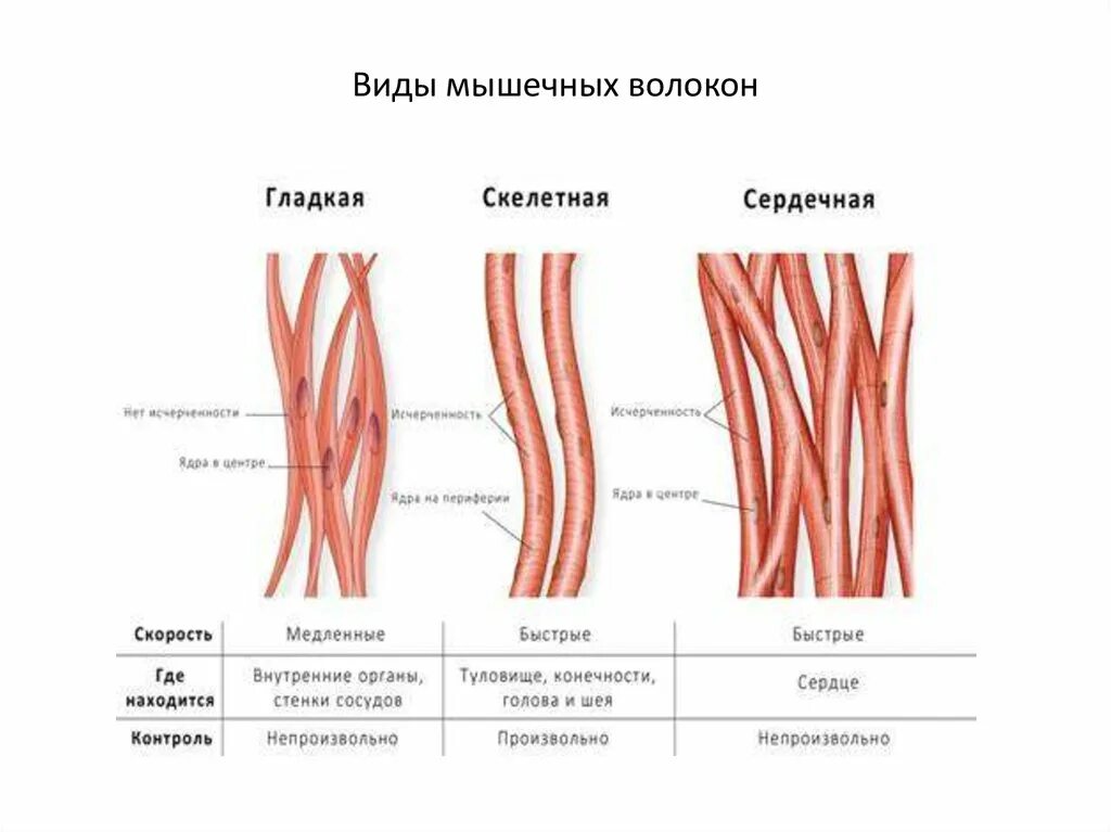 Особенности строения мышечной ткани ответ. Мышечная ткань строение волокна. Мышечное волокно поперечно-полосатой мышечной ткани. Сердечные поперечнополосатые мышечные ткани.