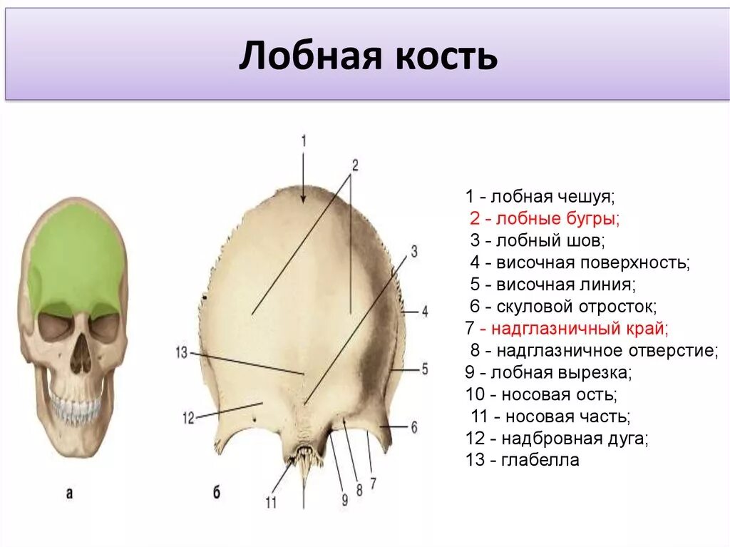 Лобная кость Бугры. Лобная кость надглазничный край. Строение черепа лобная часть. Кости черепа лобная кость анатомия.