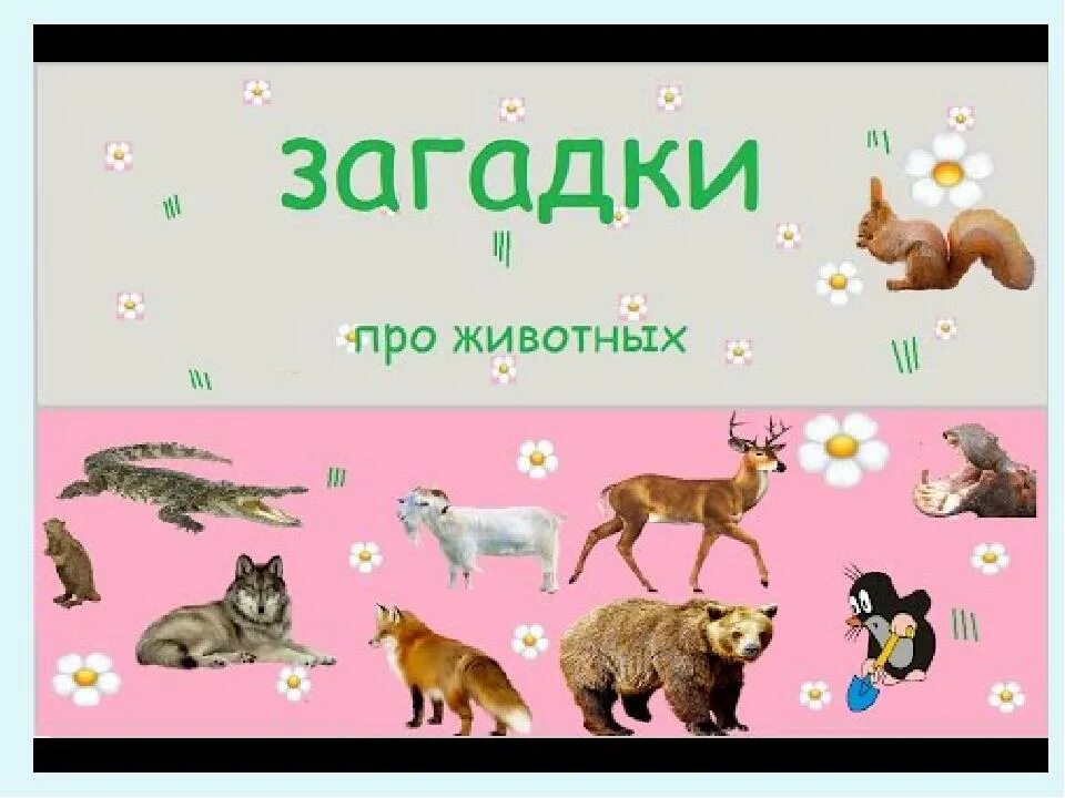 Все загадки животных. Загадки животные. загадки о животных. детские загадки про животных. сборник загадок о животных.