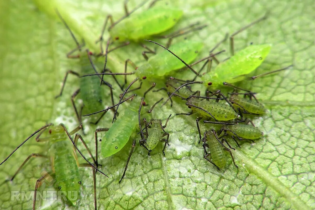 Тля бахчевая (Aphis gossypii). Зеленая Яблоневая тля (Aphis Pomi). Капустная тля. Зеленая розанная тля. Зеленая муха тля