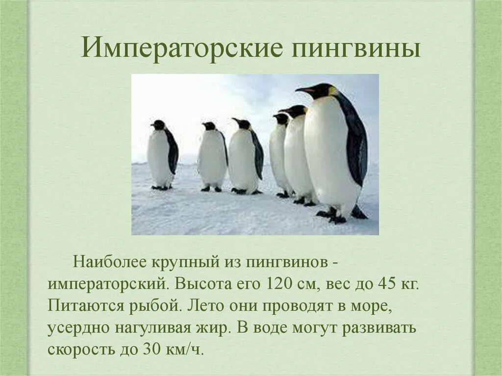 Размер императорского пингвина. Императорский пингвин консумент. Пингвины в антарктиде. Королевский пингвин в антарктиде. Вес императорского пингвина.