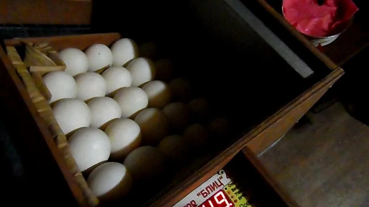 Каким концом закладывать яйца. Инкубатор Вегас гусиные яйца. Закладка гусиных яиц в инкубатор блиц. Закладка утиных яиц в инкубатор блиц. Укладка утиных яиц в инкубатор блиц.
