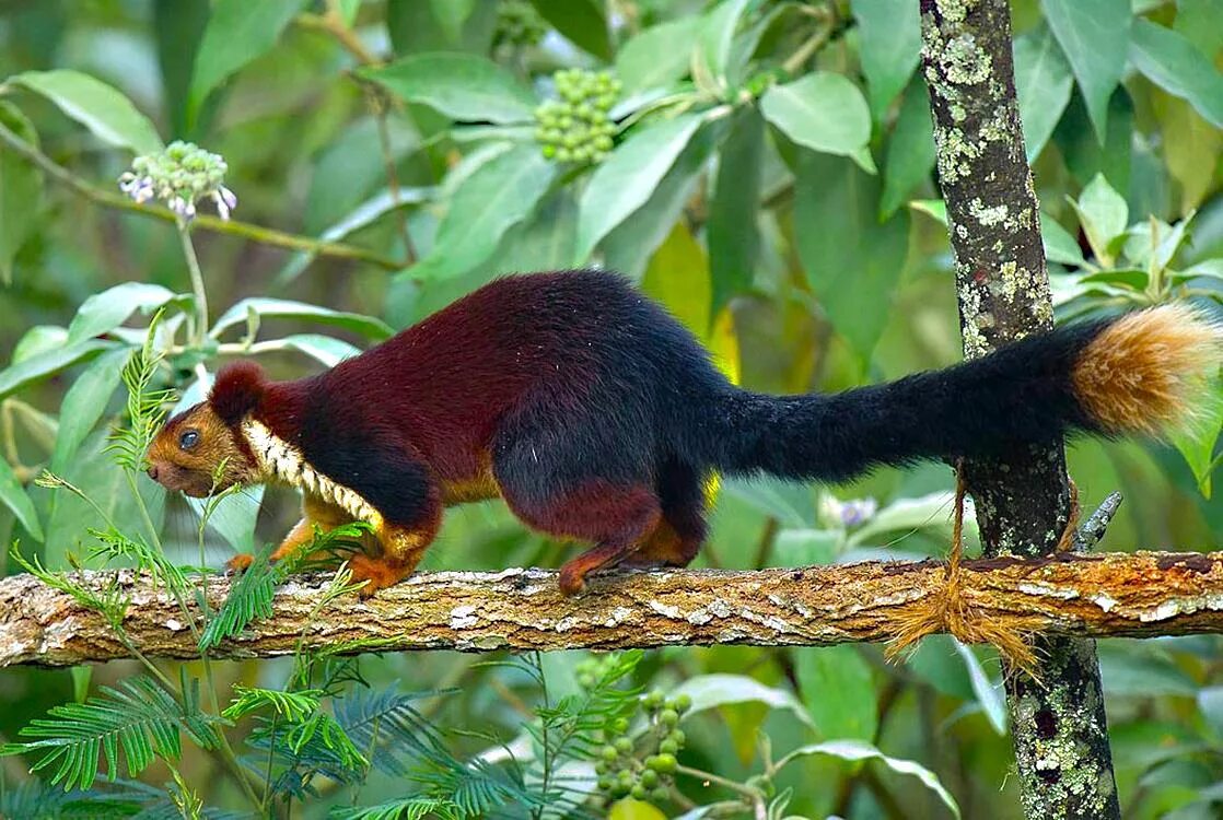 Флоридская пума пума. Какое животное редко ест. Полосатый тенрек мадагаскар. Какое животное редко ест. Цветочный медведь кинкажу.